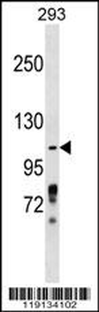 ZBTB4 Antibody (Center)