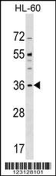 CENPO Antibody (N-term)
