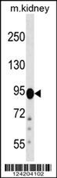 FIG4 Antibody (C-term)