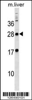 MPZL3 Antibody (C-term)