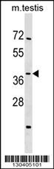 SIRT4 Antibody (N-term)