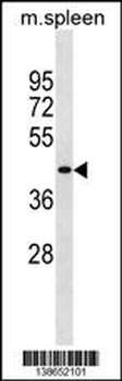 Mouse Slc10a2 Antibody (N-term)