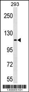 KIT Antibody (C-term Y936)
