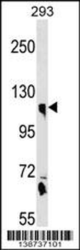 CLSTN1 Antibody (N-term)
