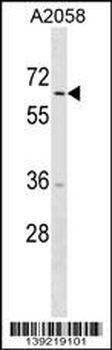 TRIM35 Antibody (C-term)