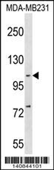 NFKB(p105) Antibody (C-term S933)