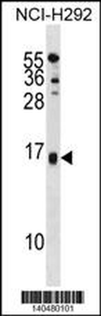 SELM Antibody (C-term)