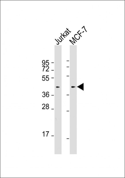 Erk1/2 Antibody