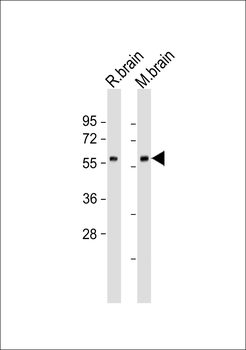GAD2 Antibody