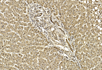 Hsp60 Antibody