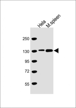CTCF Antibody (N-Term)