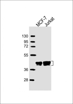 Erk1/2 Antibody