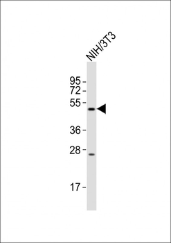 Mlkl Antibody (C-term)