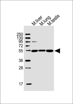 Mlkl Antibody (C-term)
