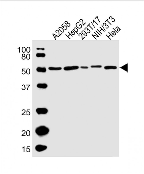 PDIA3 Antibody (C-term)