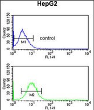 PECI Antibody (C-term)