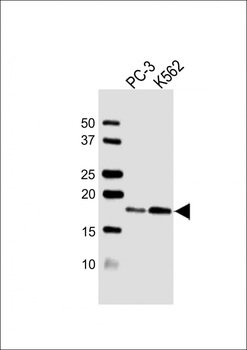 VAMP4 Antibody (Center)
