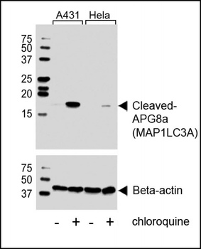 Cleaved LC3A Antibody