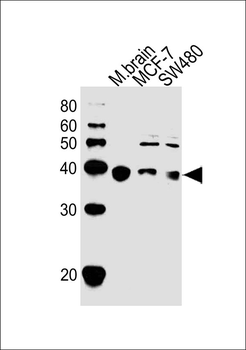 NAPG Antibody (Center)