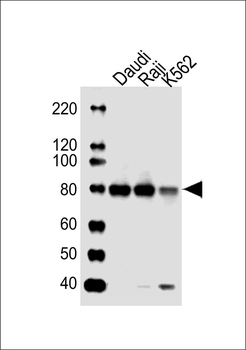C-rel (NFkB) Antibody (C-term)