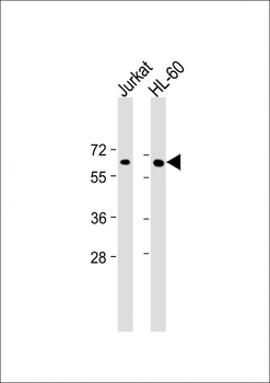 EPOR Antibody (C-term)