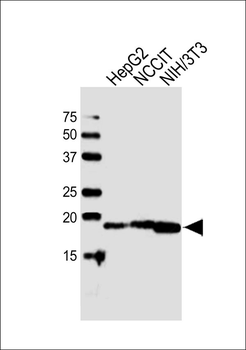 HMGA2 Antibody (N-term)