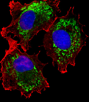 ALDH6A1 Antibody
