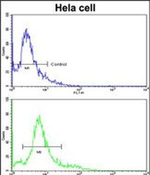 HMGCS1 Antibody (Center)
