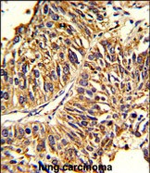 HMGCS1 Antibody (Center)