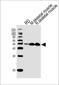 ENOB Antibody (Center)