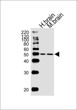 GCGR Antibody (Center)