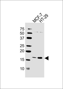 AGR2 Antibody (Center)
