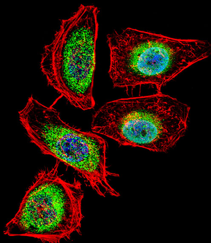 ENOA Antibody (N-term)