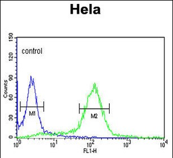 STIP1 Antibody (C-term)