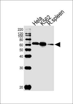 HDAC1 Antibody(C-term)