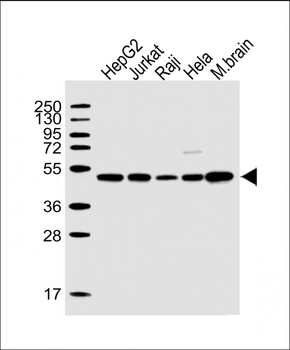 CTBP1 Antibody (C-term)