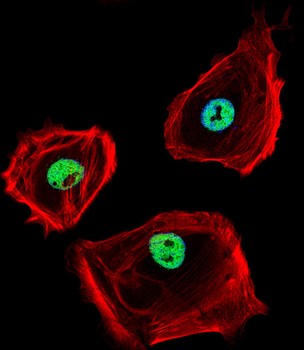 CTBP1 Antibody (C-term)