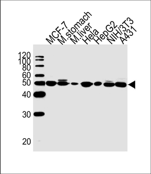ENO1 Antibody