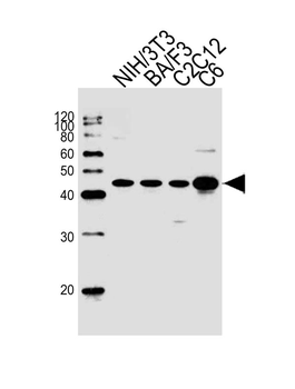Mouse Mapk3 Antibody (C-term)
