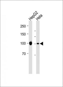 MSH2 Antibody
