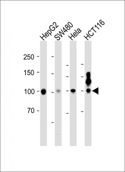 MSH2 Antibody