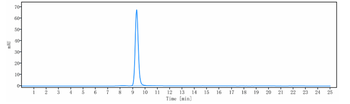 TNFRSF7 / CD27 Reference Antibody