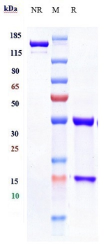 TNFRSF7 / CD27 Reference Antibody