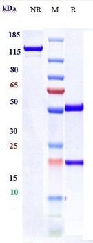 TNFRSF18 / GITR / CD357 Reference Antibody