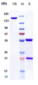 TMPRSS2 Reference Antibody