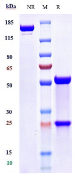 TLR7 Reference Antibody