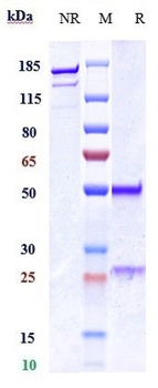 TAT226 Reference Antibody