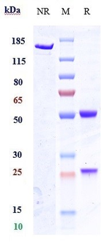 SCN9a / Nav1.7 Reference Antibody (Duke NAv1.7)