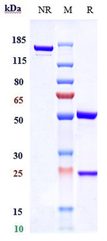 RAMP3 Reference Antibody