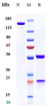 PRAME Reference Antibody